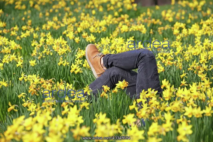 : 80200347 A pair of legs amongst the Daffodils during : 80200347 A pair of legs amongst the Daffodils during