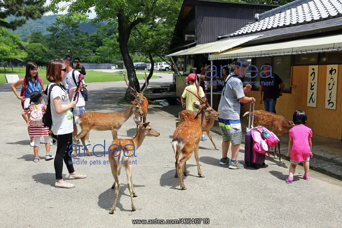 : 80200353 Tourists feeding deer special deer cookies : 80200353 Tourists feeding deer special deer cookies