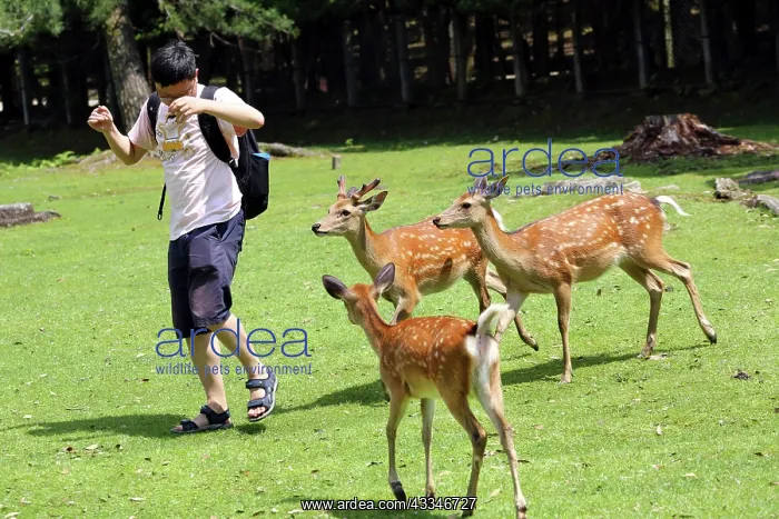 : 80200354 Tourists feeding deer special deer cookies : 80200354 Tourists feeding deer special deer cookies