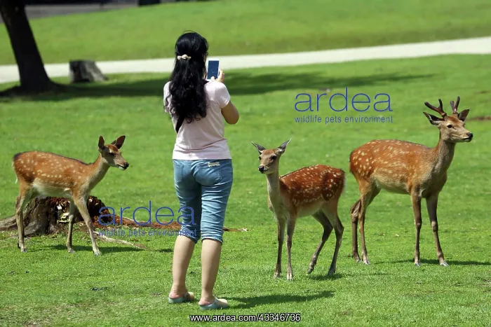 : 80200355 Tourists feeding deer special deer cookies : 80200355 Tourists feeding deer special deer cookies