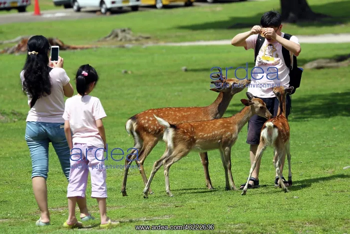 : 80200356 Tourists feeding deer special deer cookies : 80200356 Tourists feeding deer special deer cookies