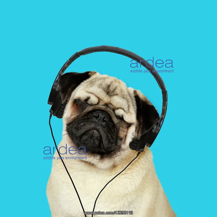 : 80200370 DOG. Fawn pug - wearing headphones - listening : 80200370 DOG. Fawn pug - wearing headphones - listening