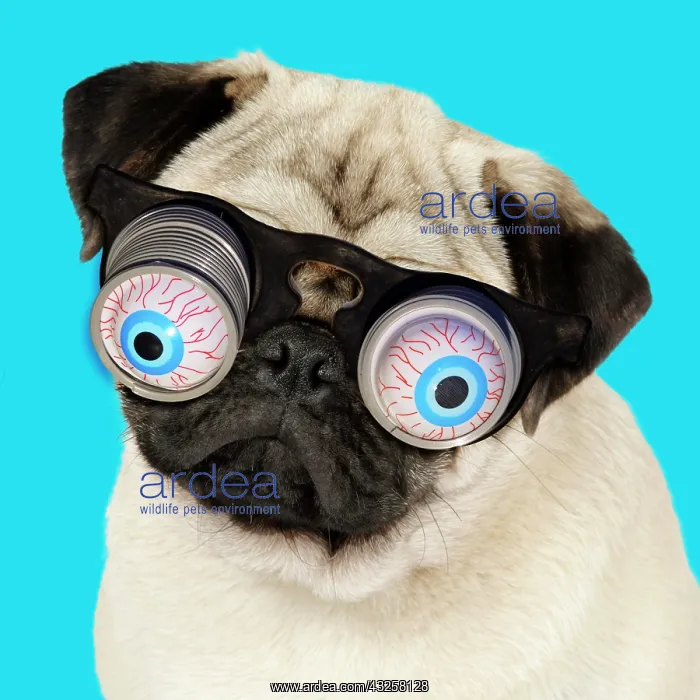 : 80200371 DOG. Fawn pug - wearing googly eye joke : 80200371 DOG. Fawn pug - wearing googly eye joke