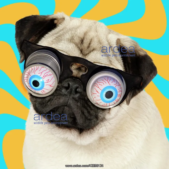 : 80200372 DOG. Fawn pug - wearing googly eye joke : 80200372 DOG. Fawn pug - wearing googly eye joke