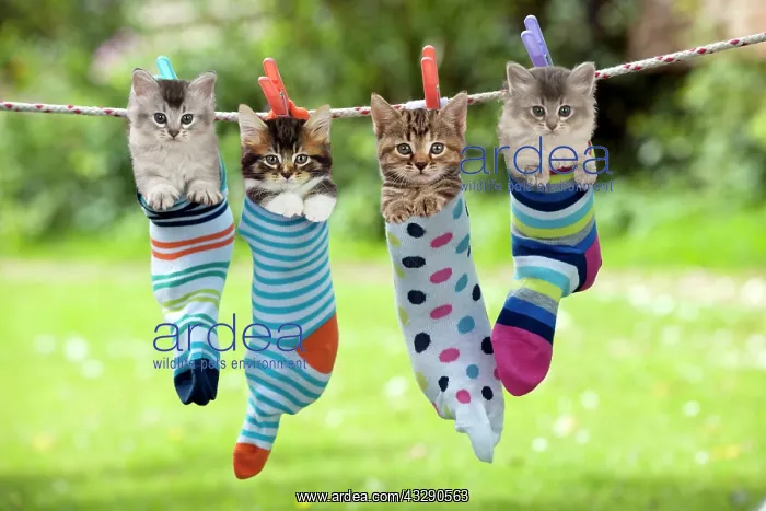 : 80200374 Cat - Kittens hanging in socks on washing : 80200374 Cat - Kittens hanging in socks on washing