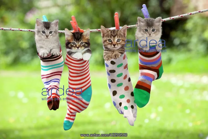 : 80200375 Cat - Kittens hanging in socks on washing : 80200375 Cat - Kittens hanging in socks on washing