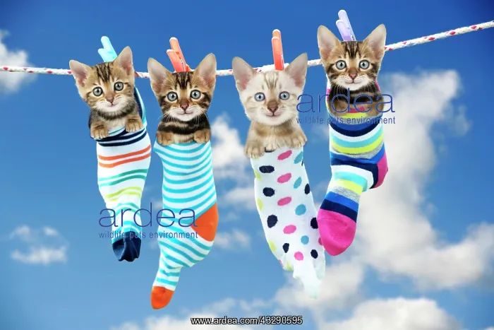 : 80200376 Cat - Kittens hanging in socks on washing : 80200376 Cat - Kittens hanging in socks on washing