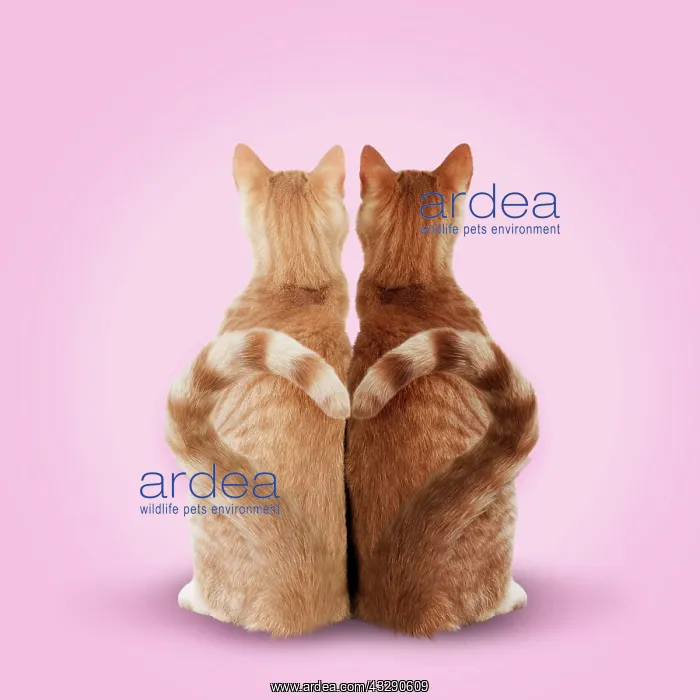 : 80200377 Cat - pair of Ginger cats - embracing - : 80200377 Cat - pair of Ginger cats - embracing -