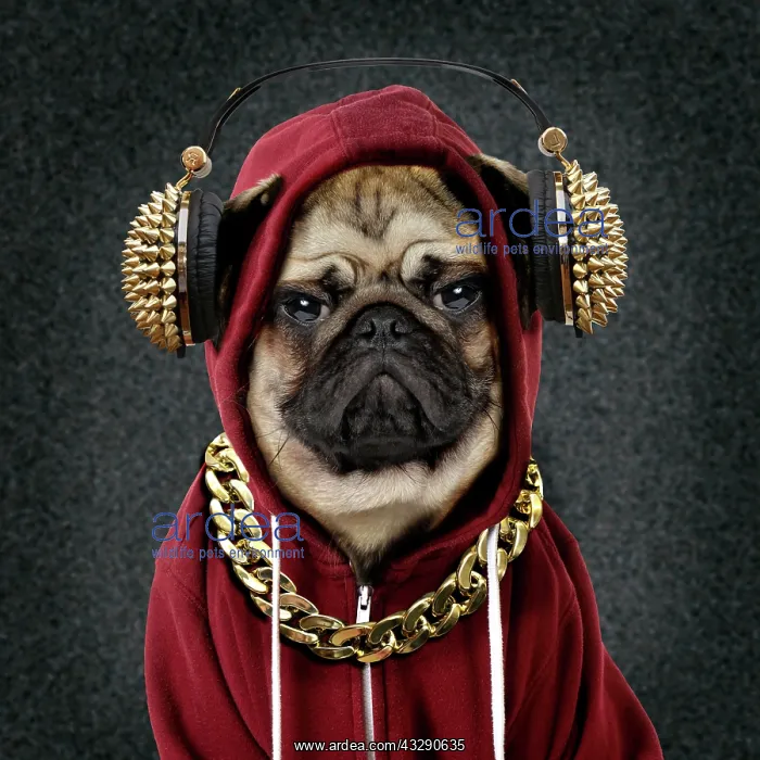 : 80200378 Dog - mean gangster Pug wearing hoodie : 80200378 Dog - mean gangster Pug wearing hoodie