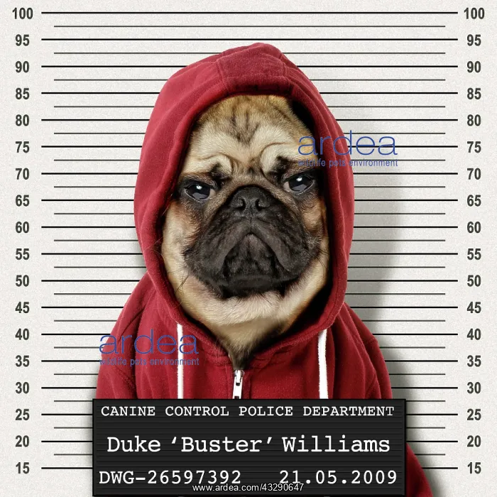 : 80200379 Dog - mean gangster Pug wearing hoodie : 80200379 Dog - mean gangster Pug wearing hoodie