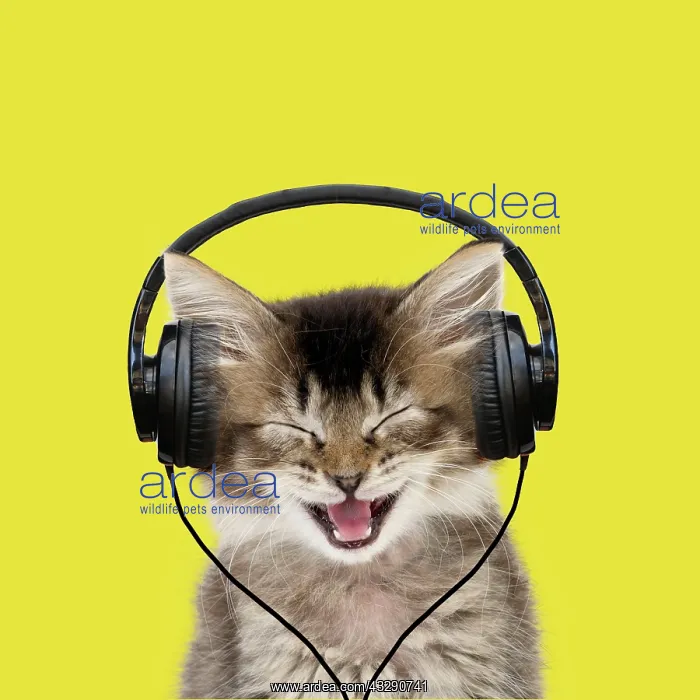 : 80200380 Cat - Tabby kitten wearing headphones - : 80200380 Cat - Tabby kitten wearing headphones -