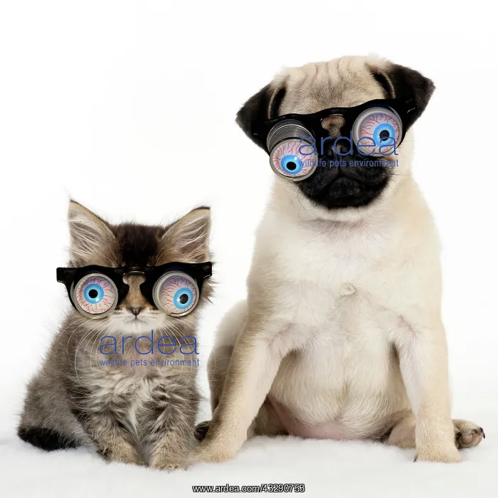 : 80200381 Dog - Pug puppy and kitten wearing googly : 80200381 Dog - Pug puppy and kitten wearing googly