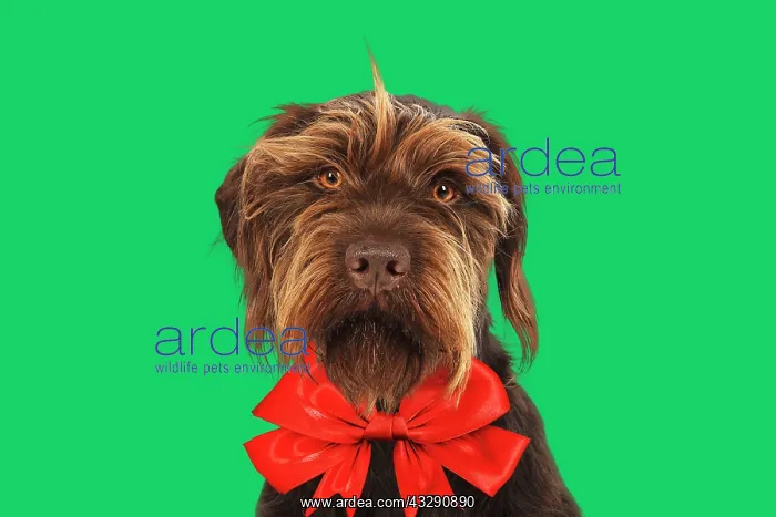 : 80200382 DOG. German wire- haired Pionter wearing : 80200382 DOG. German wire- haired Pionter wearing