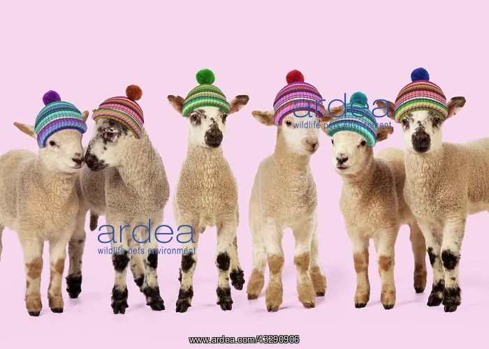 : 80200383 Sheep - Lamb - group wearing woolly hats : 80200383 Sheep - Lamb - group wearing woolly hats