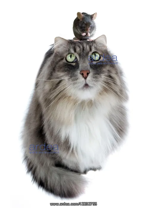 : 80200384 Siberian Cat - fish-eye lens with mouse : 80200384 Siberian Cat - fish-eye lens with mouse