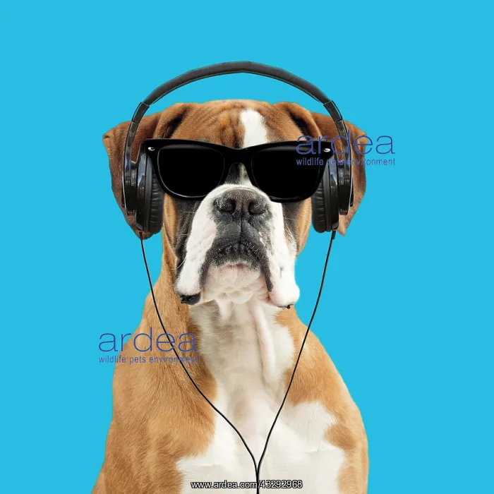: 80200386 Dog - Boxer - wearing sunglasses & headphones : 80200386 Dog - Boxer - wearing sunglasses & headphones