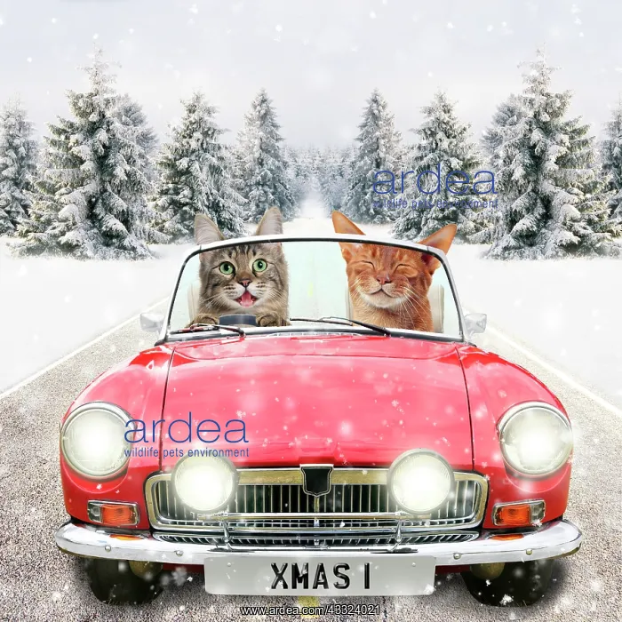 : 80200387 Cats - driving car through winter scene : 80200387 Cats - driving car through winter scene