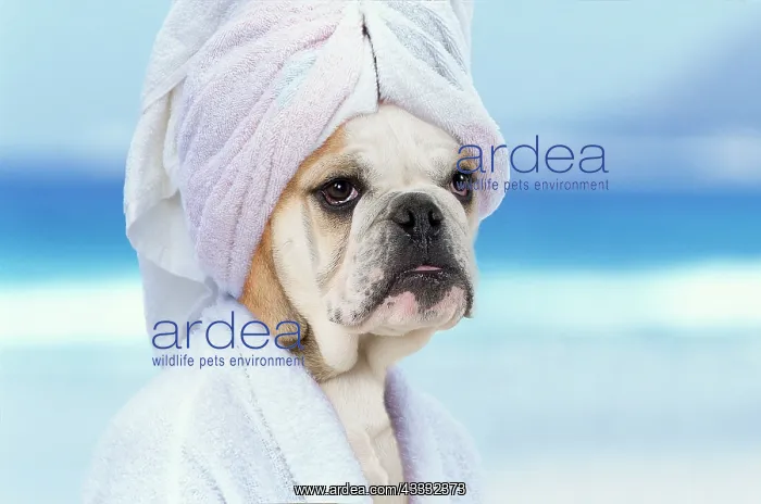 : 80200388 English Bulldog - puppy in dressing gown : 80200388 English Bulldog - puppy in dressing gown