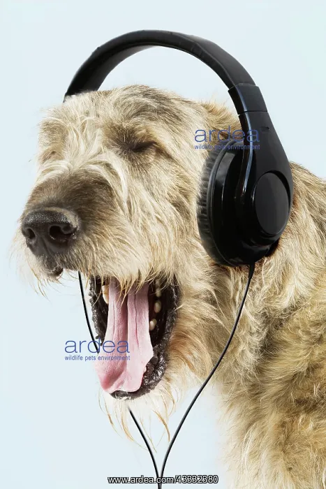 : 80200389 Dog - Irish Wolfhound - wearing headphones : 80200389 Dog - Irish Wolfhound - wearing headphones