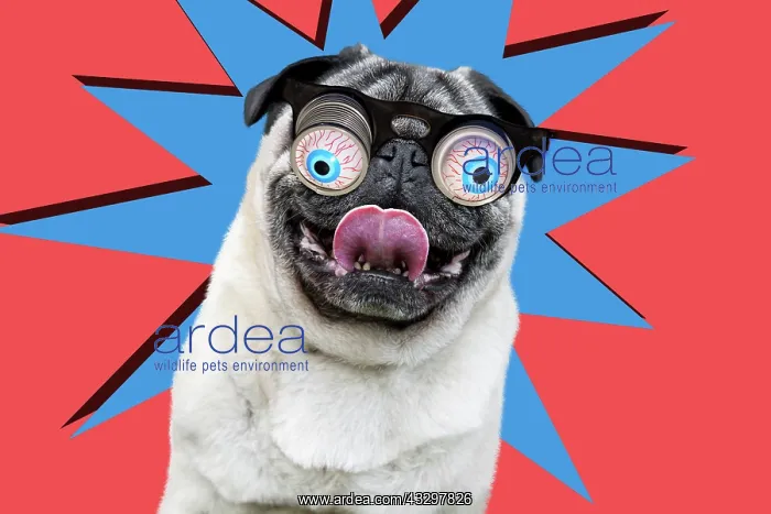 : 80200390 Dog - Chinese Pug - sticking tongue out : 80200390 Dog - Chinese Pug - sticking tongue out