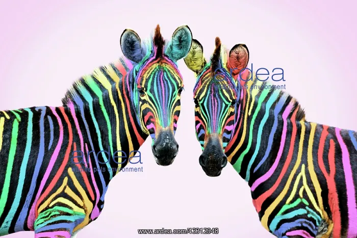  : 80200393 Burchell's Zebra - rainbow colour on pink