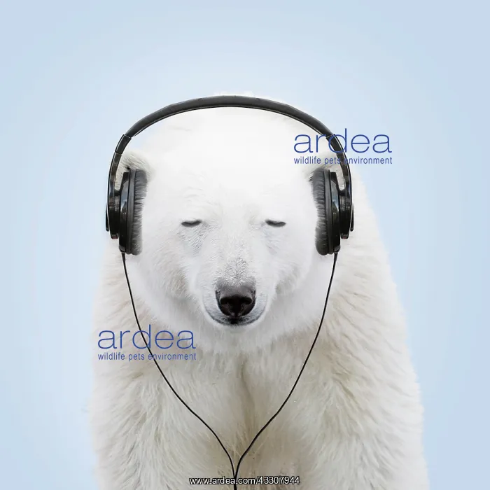 : 80200394 Polar Bear - wearing headphones - eyes : 80200394 Polar Bear - wearing headphones - eyes