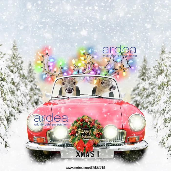 : 80200400 Deer - pair driving car through winter : 80200400 Deer - pair driving car through winter