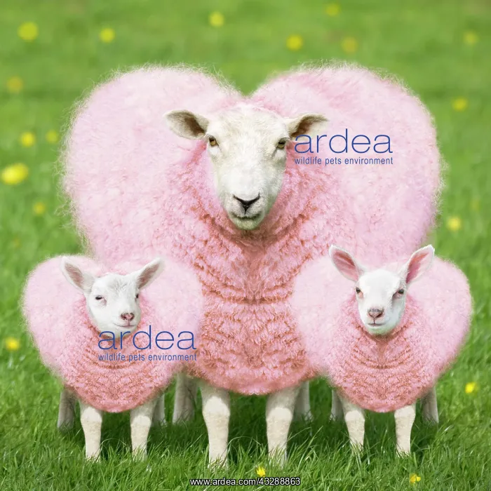 : 80200401 Sheep - Ewe - pink heart shaped wool with : 80200401 Sheep - Ewe - pink heart shaped wool with