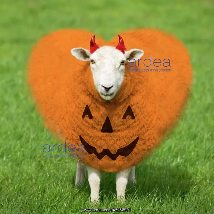 : 80200402 Sheep - Ewe - orange heart shaped wool : 80200402 Sheep - Ewe - orange heart shaped wool