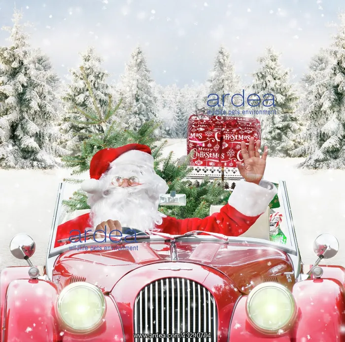 : 80200403 Father Christmas - driving car through : 80200403 Father Christmas - driving car through