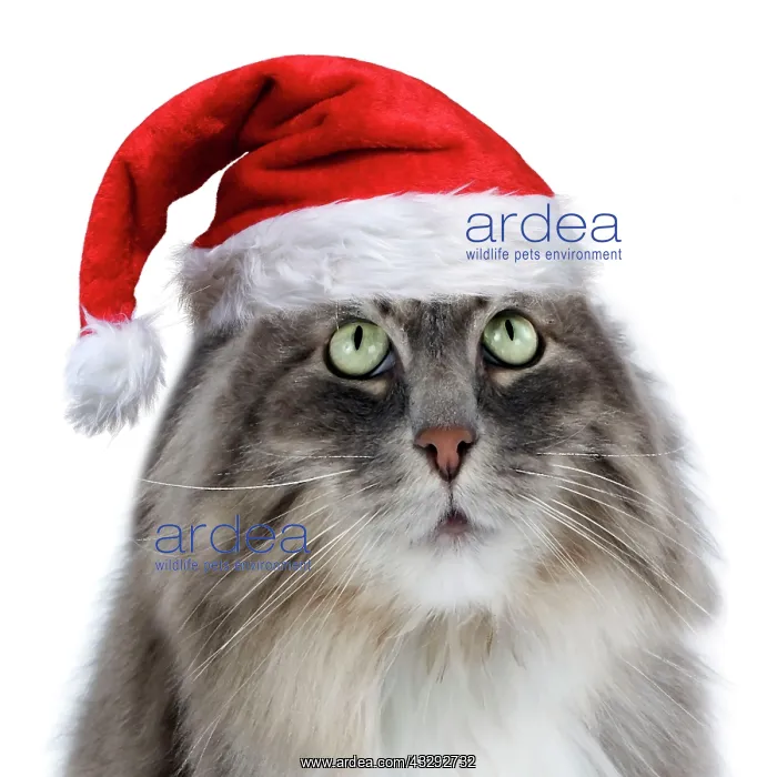 : 80200406 Siberian Cat - fish-eye lens wearing Christmas : 80200406 Siberian Cat - fish-eye lens wearing Christmas