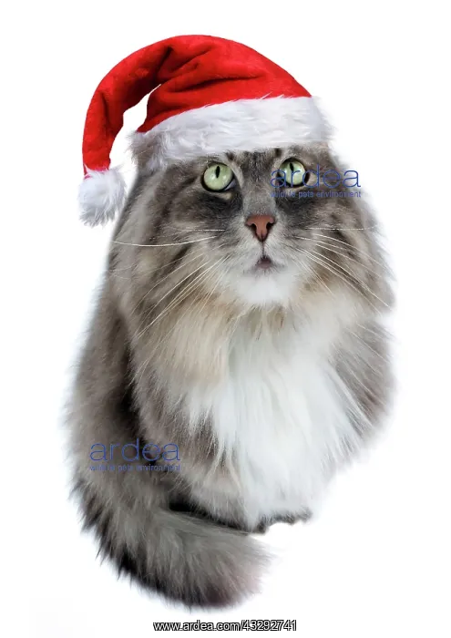 : 80200407 Siberian Cat - fish-eye lens wearing Christmas : 80200407 Siberian Cat - fish-eye lens wearing Christmas