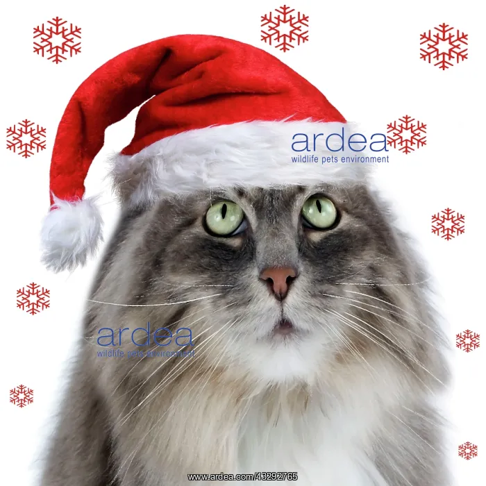 : 80200408 Siberian Cat - fish-eye lens wearing Christmas : 80200408 Siberian Cat - fish-eye lens wearing Christmas
