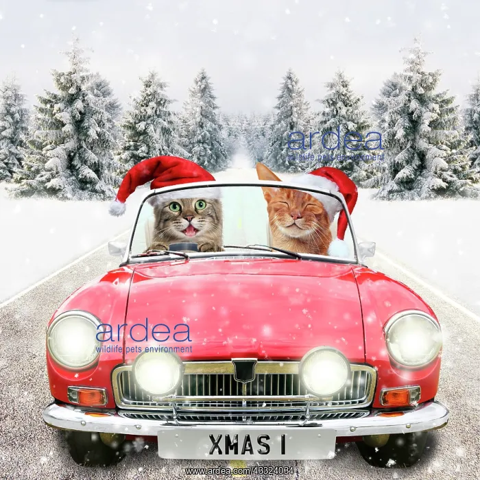 : 80200409 Cats - driving car through winter scene : 80200409 Cats - driving car through winter scene