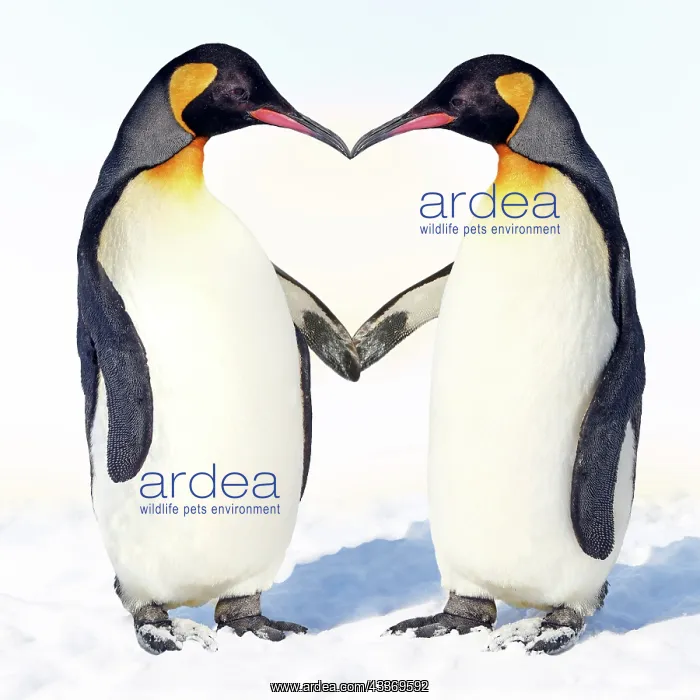 : 80200410 Emperor Penguin - pair holding hands - : 80200410 Emperor Penguin - pair holding hands -