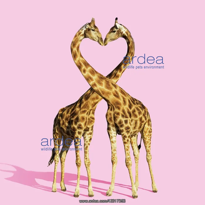 : 80200411 Southern Giraffe - male and female embracing : 80200411 Southern Giraffe - male and female embracing