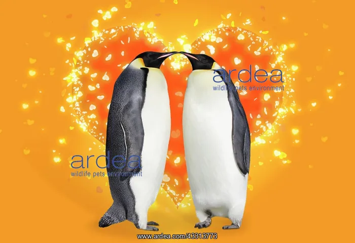 : 80200414 Emperor Penguin - two adults touching noses : 80200414 Emperor Penguin - two adults touching noses