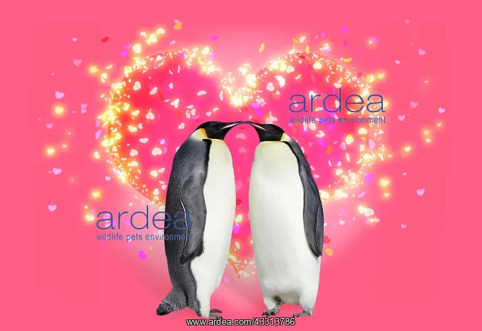 : 80200415 Emperor Penguin - two adults touching noses : 80200415 Emperor Penguin - two adults touching noses