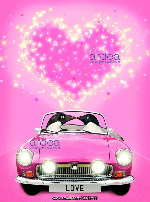 : 80200416 Adelie Penguins - pair driving car kissing : 80200416 Adelie Penguins - pair driving car kissing