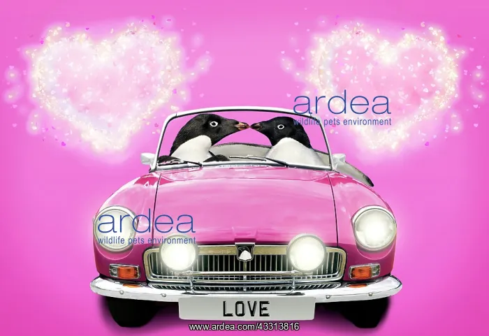 : 80200417 Adelie Penguins - pair driving car kissing : 80200417 Adelie Penguins - pair driving car kissing