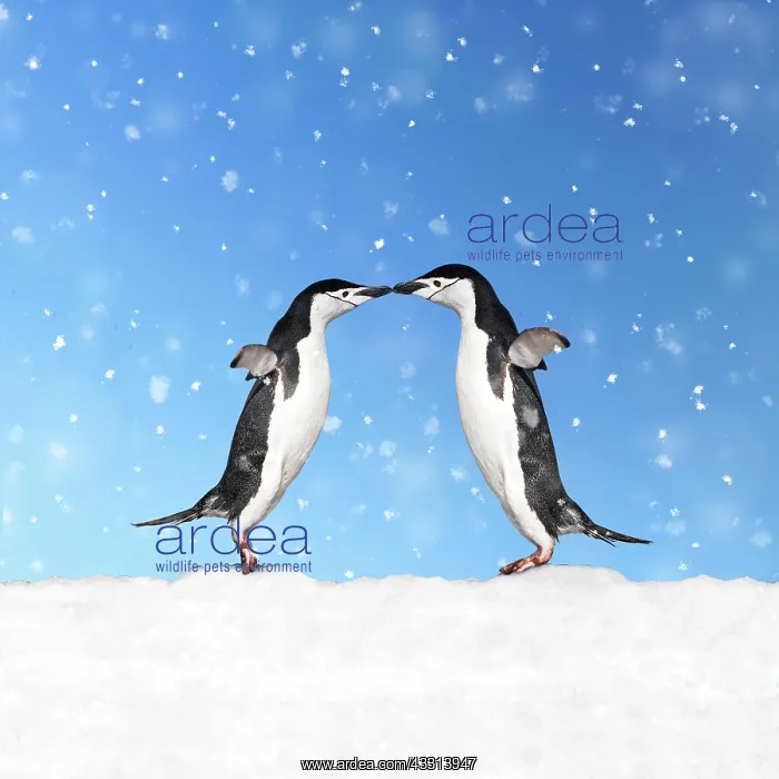 : 80200418 Chinstrap Penguin - pair kissing - in snow : 80200418 Chinstrap Penguin - pair kissing - in snow