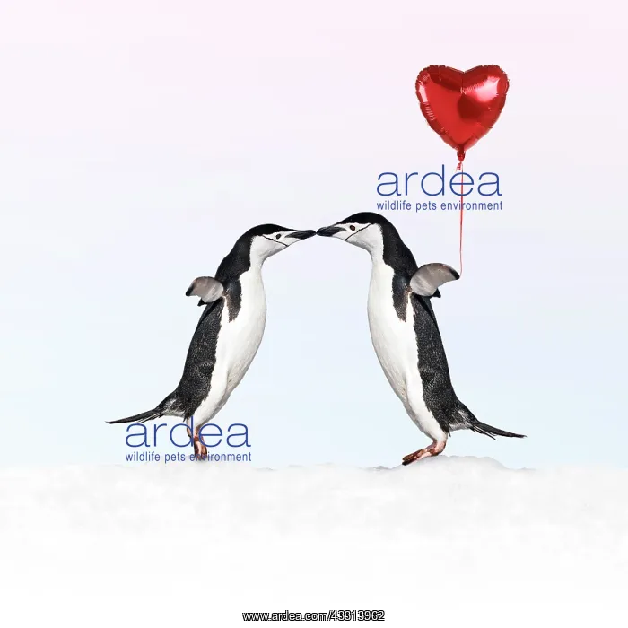 : 80200419 Chinstrap Penguin - pair kissing - one : 80200419 Chinstrap Penguin - pair kissing - one
