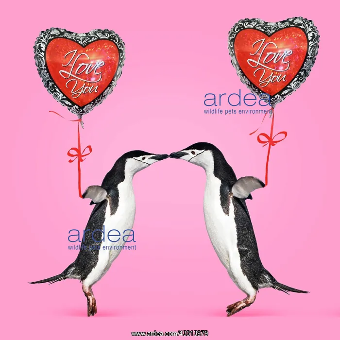 : 80200420 Chinstrap Penguin - pair kissing - holding : 80200420 Chinstrap Penguin - pair kissing - holding