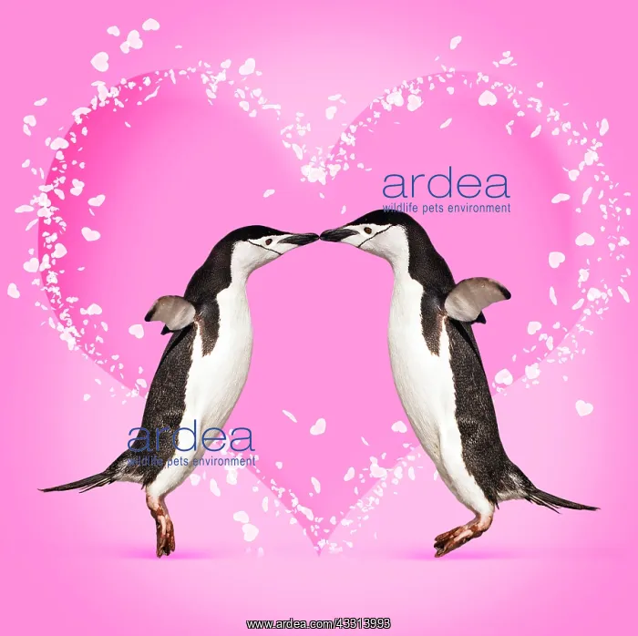 : 80200421 Chinstrap Penguin - pair kissing - heart : 80200421 Chinstrap Penguin - pair kissing - heart
