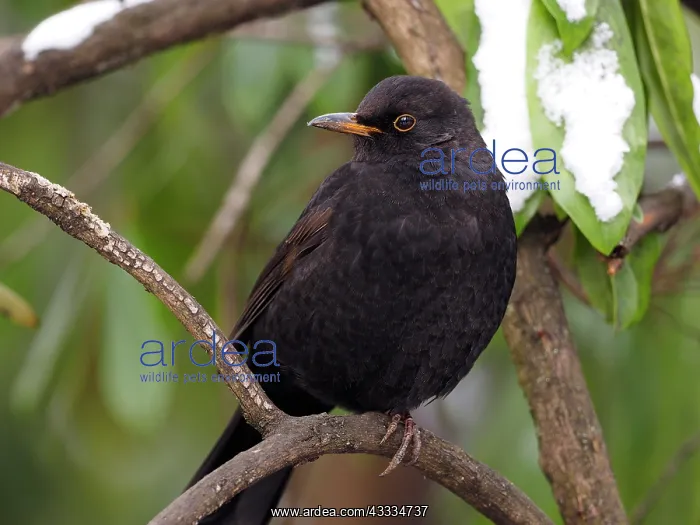 : 80200427 Blackbird - sitting in tree Germany Turdus : 80200427 Blackbird - sitting in tree Germany Turdus