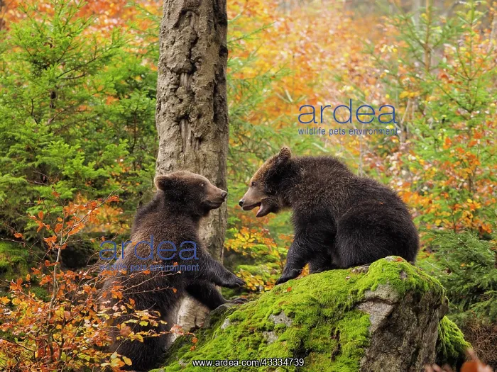 : 80200428 Brown Bear - young playing on rock in autumn : 80200428 Brown Bear - young playing on rock in autumn