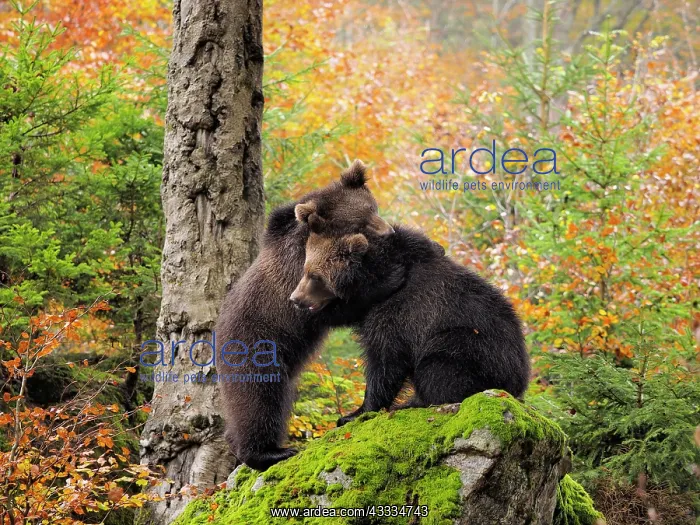 : 80200429 Brown Bear - young playing on rock in autumn : 80200429 Brown Bear - young playing on rock in autumn