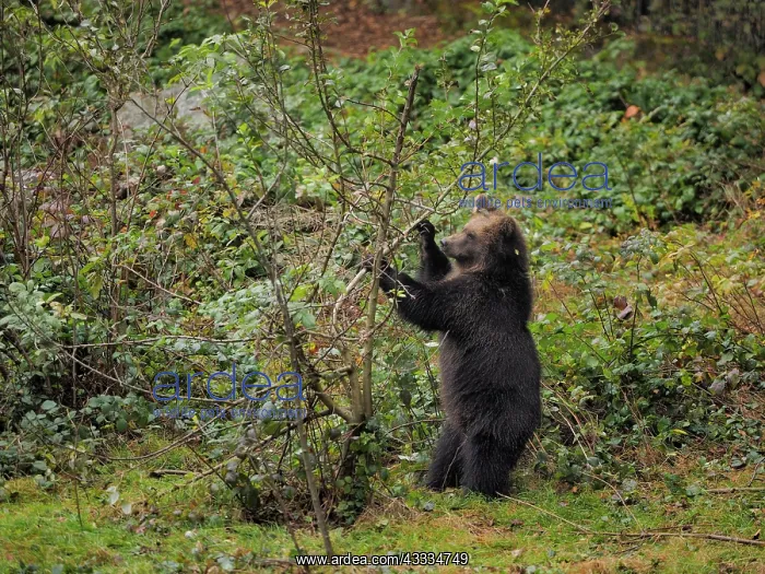 : 80200430 Brown Bear - young (controlled conditions) : 80200430 Brown Bear - young (controlled conditions)