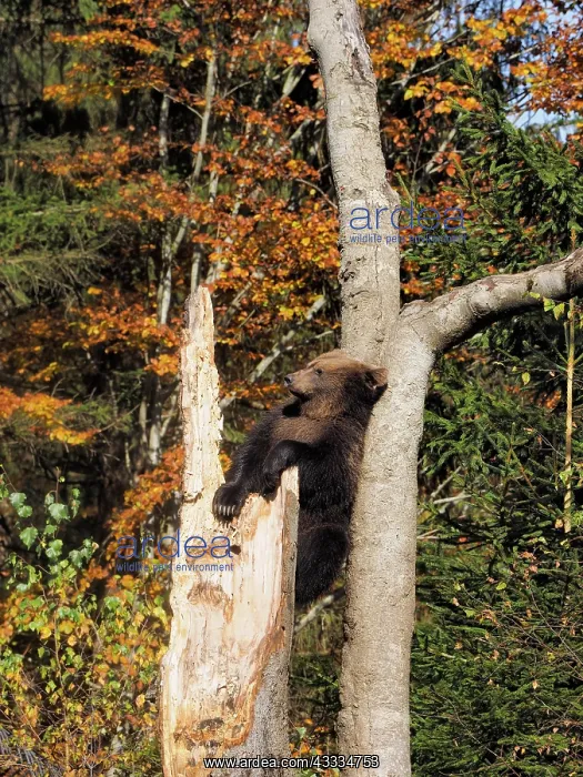 : 80200431 Brown Bear - young climbing tree in autumn : 80200431 Brown Bear - young climbing tree in autumn