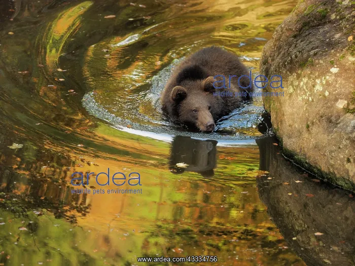 : 80200432 Brown Bear - young swimming in water with : 80200432 Brown Bear - young swimming in water with